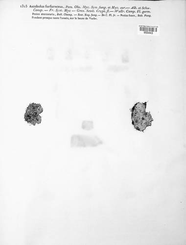 Ascobolus furfuraceus image